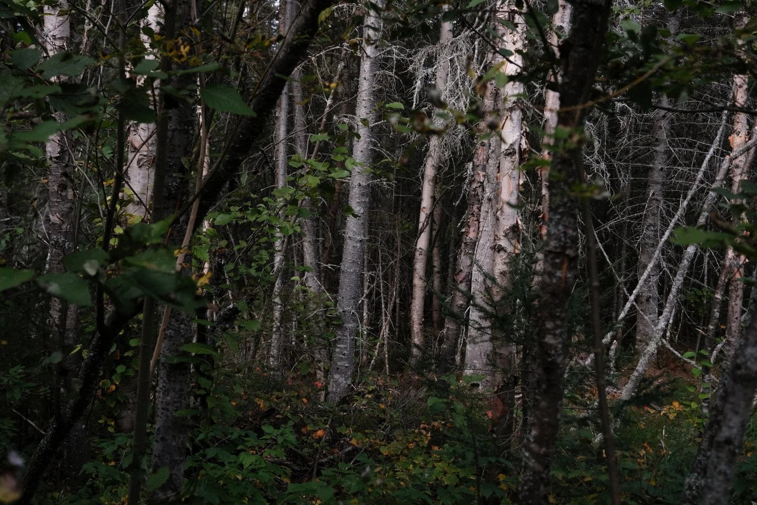Photograph from Waskaganish, Quebec by Aaron Francesco Zeiss