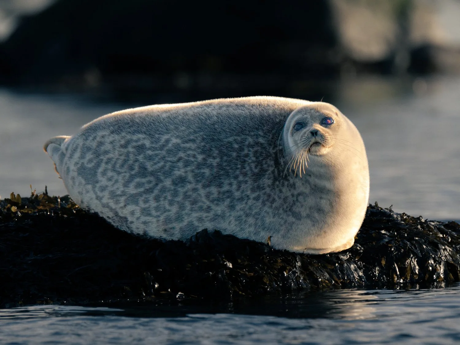 Photograph from Wildlife by Aaron Francesco Zeiss