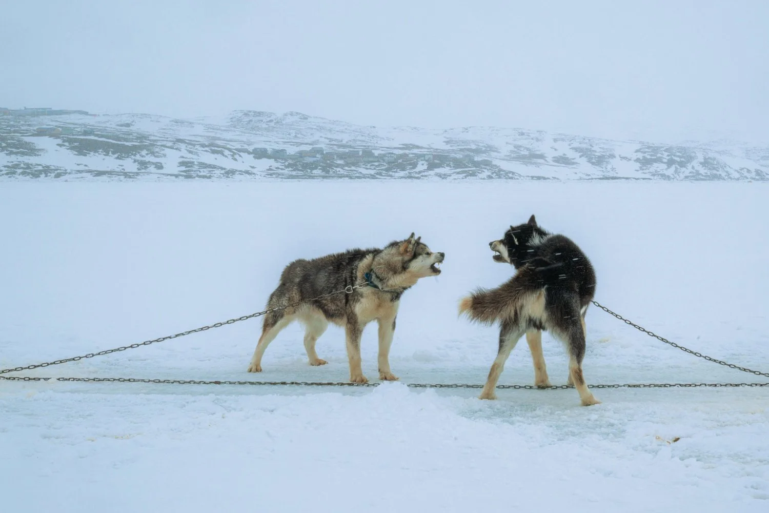 Photograph from Iqaluit, Nunavut by Aaron Francesco Zeiss
