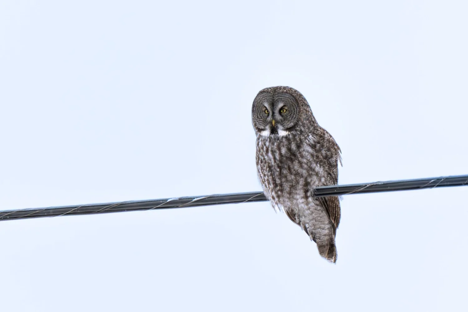 Photograph from Wildlife by Aaron Francesco Zeiss