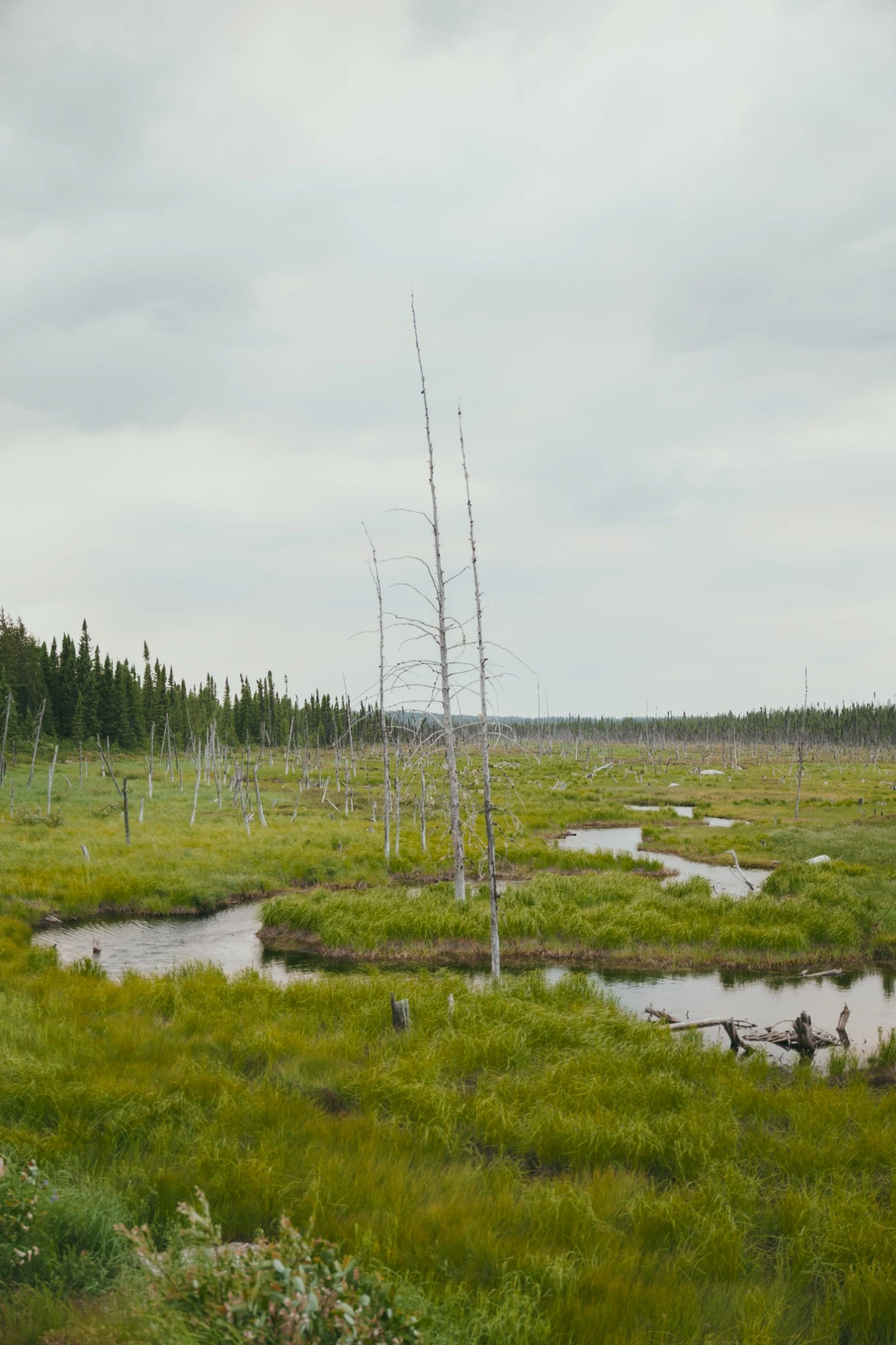 Wetland with standing dead trees