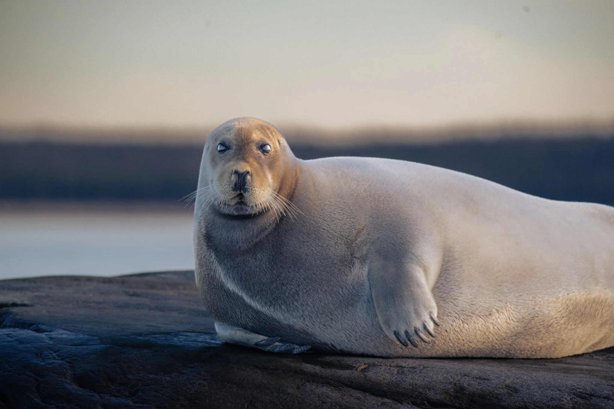 Seal resting on a rock