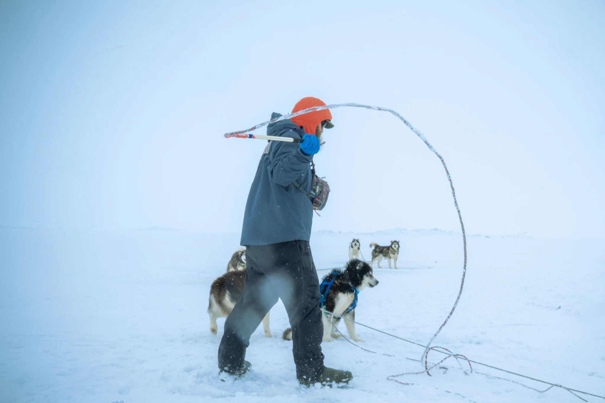 Dog-team handler swinging a line in the snow